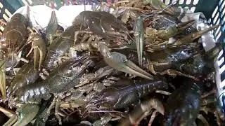 болею за Наполи.....