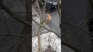 Нашёл игрушку))