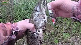 ЛУЧШИЙ ВОБЛЕР ПО МЕЛЯКАМ ! Копия Shimano - EXSENCE Shallow Assassin 99F Flash Boost от Johncoo.