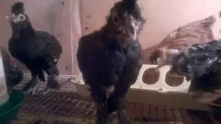 Павловские золотистые цыплята возраст 1 месяц