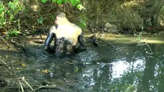 Mud Sink Play fetish sink again in better mudhole ( Med Core )