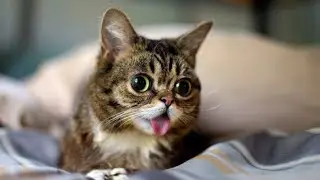 ПРИКОЛЫ С ЖИВОТНЫМИ / Смешные коты / Собаки / Смешные животные №1