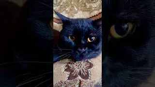 Домашняя пантера Гоша#pantera #cat #shortvideo #youtubeshorts #nature