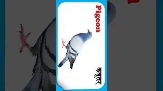 birds name english and hindi | birds name hindi and english | 