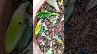 #shortvideo #leaf propagate