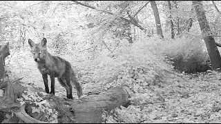 La pause et la pose du renard en fin d'après midi