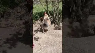 Билефельдер