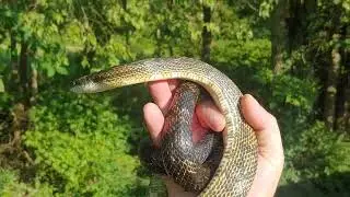 Back yard rat snake Jefferson County Kentucky - 21 August 2024
