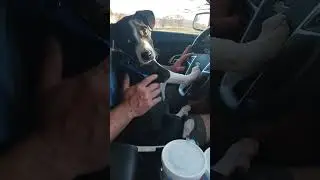 Not a chicken but