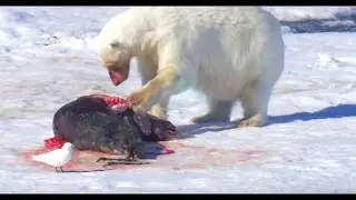 Huge Polar Bear and Ivory gull eating a Walrus   דב קוטב  ध्रुवीय  ホッキョクグマ भालू  الدب القطبي Isbjørn