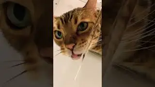 Бенгал! БЕНГАЛЬСКИЙ КОТ  ПРИКОЛ С КОТОМ! 