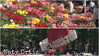 Tonami Tulip Fair 2025