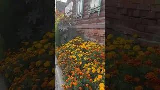 Хочу просто жить! #жизнь #счастье #цветы #шортс