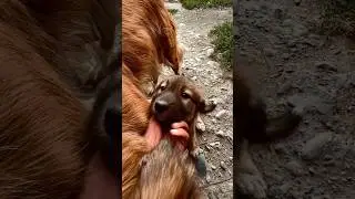 Пузанчики😃 #shortvideo #youtubeshorts #собака #shortsvideo #video #animals #животные