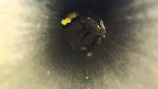 Ancistrus claro on eggs