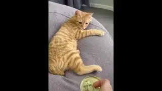 Funny Animal Video
