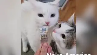 Hetalia memes from tik tok part 4