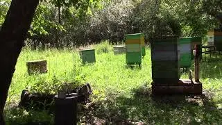 осмотр  пчелиной  семьи