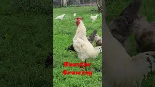 Rooster Crowing 🐓#roostercrowing #roostercrowingsoundeffect