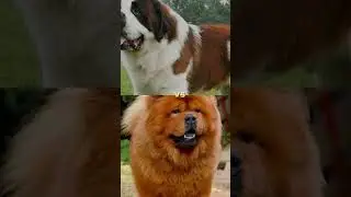 rottweiler vs pressa canario,st bernard,chow chow 