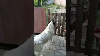 Кот проник на территорию Гайда работает !!! 25 июля 2024 г.