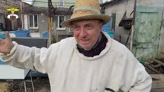 Пасіка дяді Міші - Коли починать вивод маток?