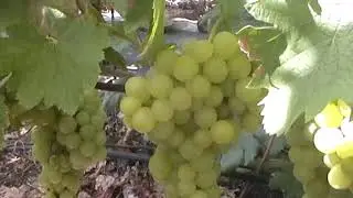 Сорт винограда 