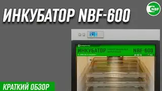 Инкубатор NBF-600. Краткий обзор.