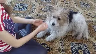 Алана и Бади. Бади сегодня не в настроении.Дрессироваться не хочет.