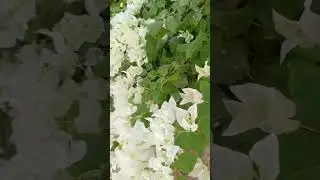 Хэерле кон дусларым 🌹
