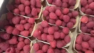 1 мая 2022 г.📢 фуд - сити, обзор цены на Мясо, Малина, Дыни Арбузи, Овощи, Фрукти👍🛎