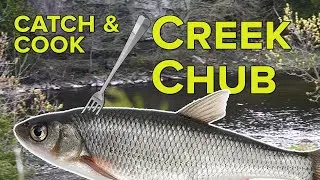 Catch & Cook CREEK CHUB