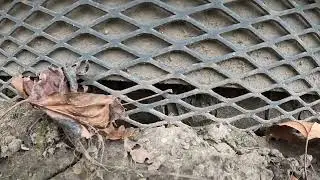 How to keep animals out from under building