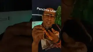 benda minat pencinta ular