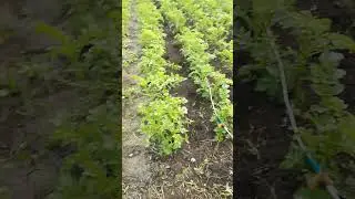 электрокультиватор.   НАТЕР.  С WILDBERRIES ЗА. 9000. рублей