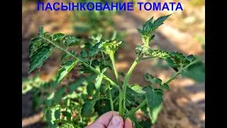Пасынкование томата