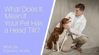 What Does It Mean If Your Pet Has A Head Tilt?