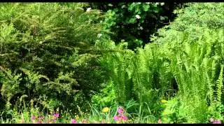 Sound Therapy ❀ Summer Forest 🎧  Birds singing 7 HOURS continuous sound - no loop