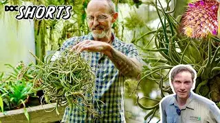 DOC SHORTS | Folge 24 - Baumbesetzer und Gravitationsrebellen: Tillandsia