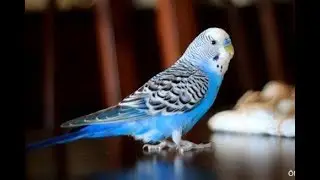 Budgerigar Mating Sound