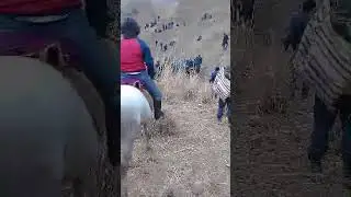 Буз дар нуробод чамоати сафедчашма