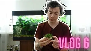 Как я разворошил весь аквариум / Пересадка криптокорины парва / итоги конкурса распаковки