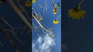 some flowers for you 🌼