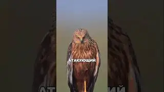 Как ястребы ломают шеи своей добыче!