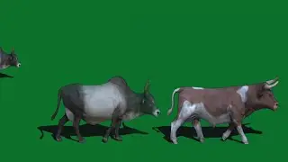 Animal Green Screen Pack_Cows Animal Green Screen Effects Vfx Effects Green Background Green Screen
