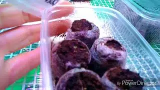 Сегодня 5 февраля появились первые всходы (лобелия петуния)