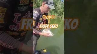 Открыли лодочный сезон 2024. #Frapp Geko снова лучшая приманка по судаку #shorts #рыбалка