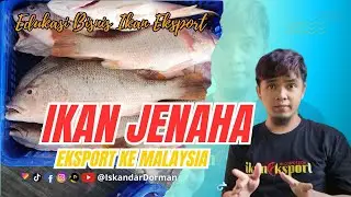 IKAN JENAHA KAKAP KUNING #ikaneksportblog #fishing