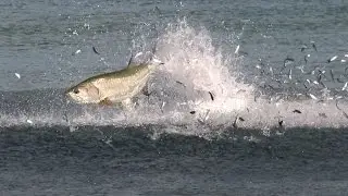 Incredible Footage of the Florida Mullet Migration