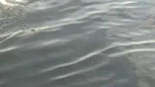 bluefish 2009 33